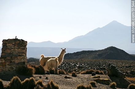 Llama with its calf - Fauna - MORE IMAGES. Photo #51544