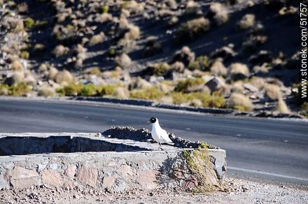 Andean gull on the edge of Route 11 - Chile - Others in SOUTH AMERICA. Photo #51757