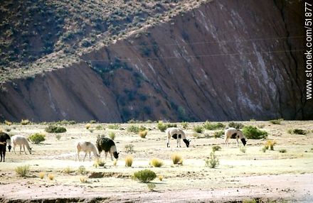 Llamas grazing at the edge of a cliff - Bolivia - Others in SOUTH AMERICA. Photo #51877