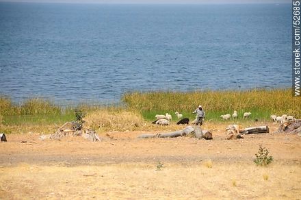 Sheep on the shores of Lake Titicaca - Bolivia - Others in SOUTH AMERICA. Photo #52685
