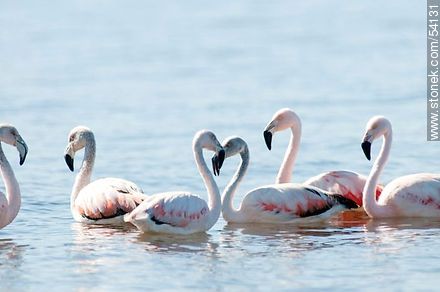 Flamingos in the lagoon of Jose Ignacio - Fauna - MORE IMAGES. Photo #54131