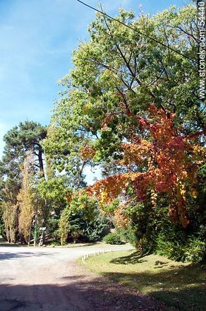 Autumn in Punta del Este - Punta del Este and its near resorts - URUGUAY. Photo #54440