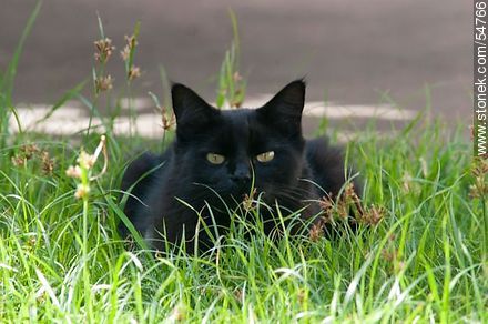 Gata negra - Fauna - IMÁGENES VARIAS. Foto No. 54766