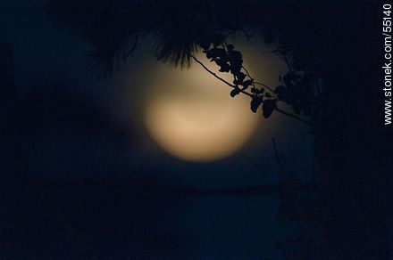 Full moon in the night between branches - Department of Maldonado - URUGUAY. Photo #55140