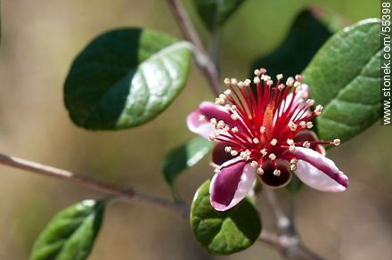 Flor del guayabo criollo - Flora - IMÁGENES VARIAS. Foto No. 55398