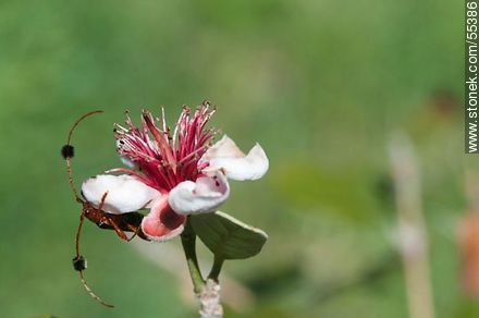 Guitarrero acechando una flor del guayabo criollo - Flora - IMÁGENES VARIAS. Foto No. 55386