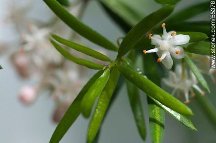 Asparagus umbellatus flower - Flora - MORE IMAGES. Photo #55378