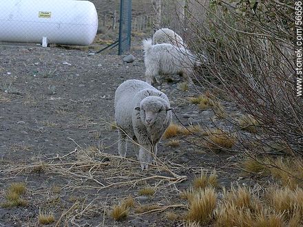 Sheeps -  - ARGENTINA. Photo #56656