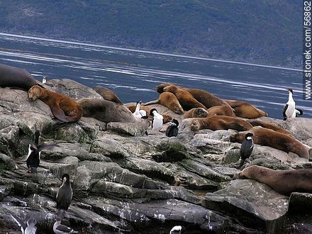 Isla de Lobos de Ushuaia. Cormoranes y lobos marinos. -  - ARGENTINA. Foto No. 56862