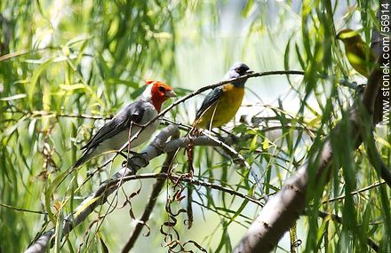 Naranjero and Red-crested Cardinal - Flores - URUGUAY. Photo #56914