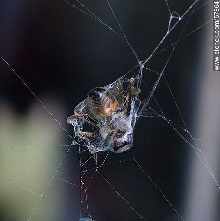 Bee on a spider web - Fauna - MORE IMAGES. Photo #57864