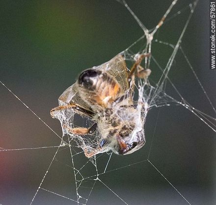 Abeja en una tela de araña - Fauna - IMÁGENES VARIAS. Foto No. 57861