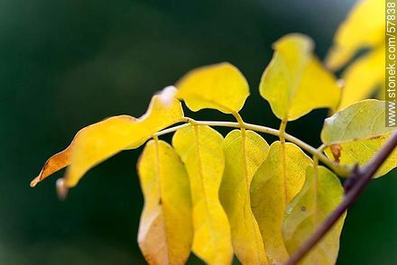 Hojas de glicina en otoño - Flora - IMÁGENES VARIAS. Foto No. 57838