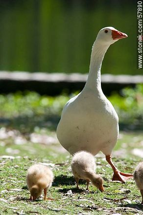 Goose Family at Rivera Park - Fauna - MORE IMAGES. Photo #57890