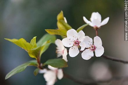 Plum blossom in late August - Flora - MORE IMAGES. Photo #59402