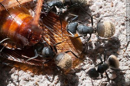 Black ants eating a cockroach - Fauna - MORE IMAGES. Photo #59442