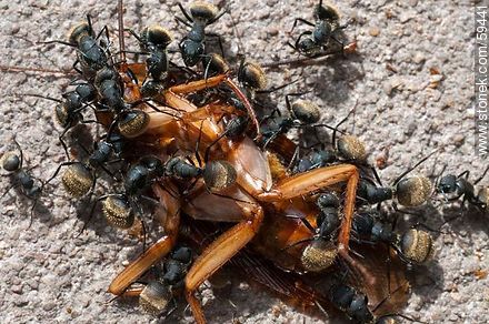 Black ants eating a cockroach - Fauna - MORE IMAGES. Photo #59441