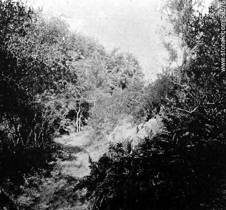 Punta Ballena, 1909 -  - URUGUAY. Photo #59575