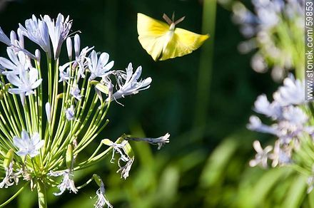 Agapanthus with yellow butterfly - Lavalleja - URUGUAY. Photo #59853