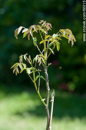 little Walnut - Flora - MORE IMAGES. Photo #60015