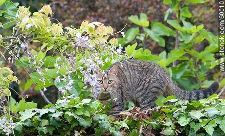 Tabby cat - Fauna - MORE IMAGES. Photo #60010