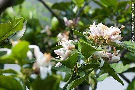 Lemon tree blossoms - Flora - MORE IMAGES. Photo #60363