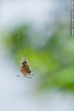 Spider - Fauna - MORE IMAGES. Photo #60360
