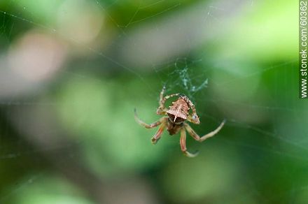 Spider - Fauna - MORE IMAGES. Photo #60362