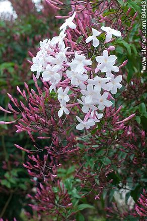 Jazmín húngaro, chino o de invierno - Flora - IMÁGENES VARIAS. Foto No. 60443