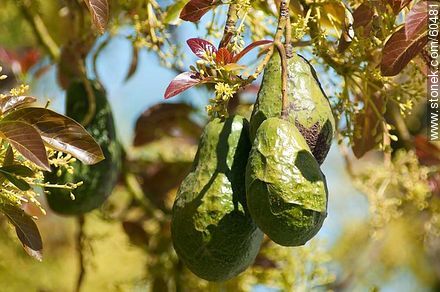Fruits of avocado tree - Flora - MORE IMAGES. Photo #60481