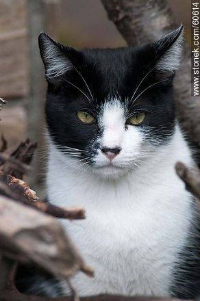 Black and white cat - Fauna - MORE IMAGES. Photo #60614
