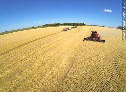 Aerial photo of a combine in a wheat field - Durazno - URUGUAY. Photo #61625