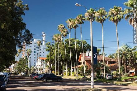 Tall palm trees on the Rambla - Department of Canelones - URUGUAY. Photo #61871