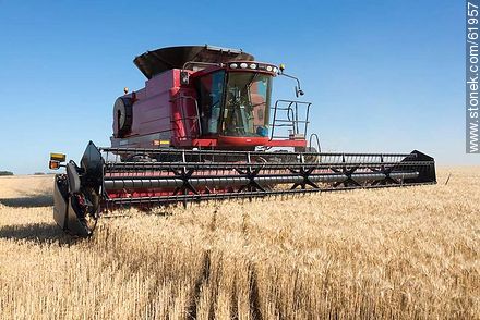Massey Ferguson combine harvester on a wheat field - Durazno - URUGUAY. Photo #61957