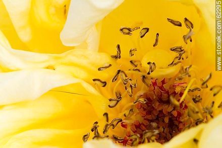 Closeup of yellow rose - Flora - MORE IMAGES. Photo #62295
