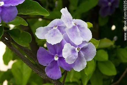 Brunfelsia pauciflora - Flora - IMÁGENES VARIAS. Foto No. 62325