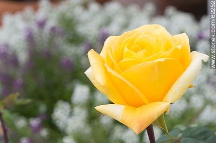 Rosa amarilla - Flora - IMÁGENES VARIAS. Foto No. 62252