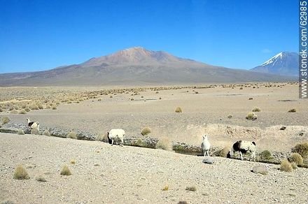 Llamas in the park Sajama - Bolivia - Others in SOUTH AMERICA. Photo #62985