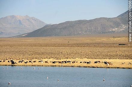 Llamas and flamingos in the Sajama Park - Bolivia - Others in SOUTH AMERICA. Photo #62966