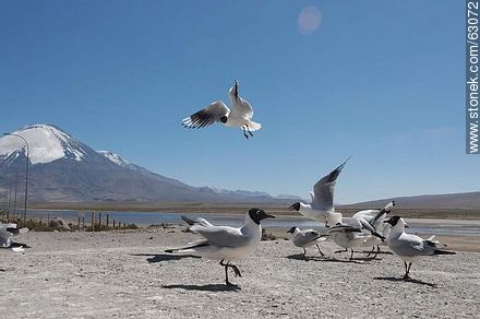 Gaviotas andinas. Volcán Parinacota - Chile - Otros AMÉRICA del SUR. Foto No. 63072