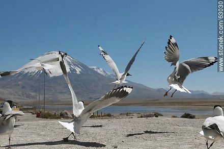 Andean gulls. Parinacota volcano - Chile - Others in SOUTH AMERICA. Photo #63030