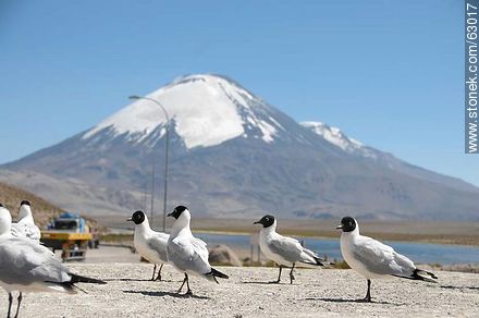 Gaviotas andinas. Volcán Parinacota - Chile - Otros AMÉRICA del SUR. Foto No. 63017