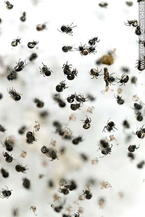 Spidermite - Fauna - MORE IMAGES. Photo #64589