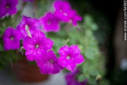 Petunia fucsia - Flora - IMÁGENES VARIAS. Foto No. 64582