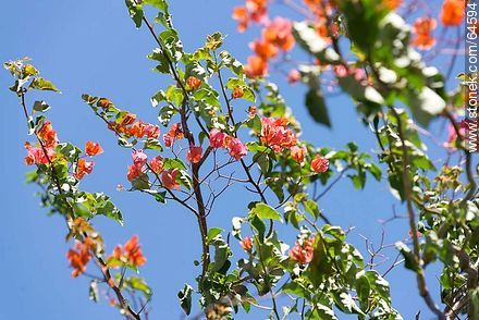 Buganvillea with orange flowers - Flora - MORE IMAGES. Photo #64594