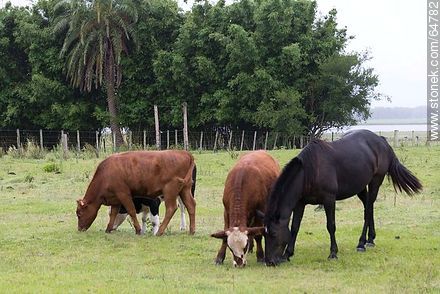 Caballo negro y vacas pastando - Departamento de Tacuarembó - URUGUAY. Foto No. 64782