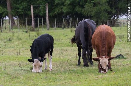 Black horse and some cows grazing - Fauna - MORE IMAGES. Photo #64780