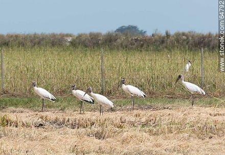 Storks in rice fields - Fauna - MORE IMAGES. Photo #64792