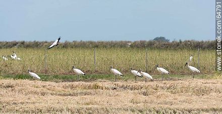 Storks in rice fields - Department of Treinta y Tres - URUGUAY. Photo #64791