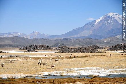 Volcán Pomerape. Pastoreo de llamas. - Chile - Otros AMÉRICA del SUR. Foto No. 65140